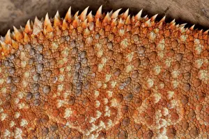 Pogona: Central / Inland / Yellow-headed Bearded Dragon