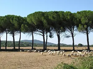 Umbria: Central Italy countryside view: maritime
