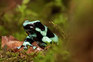 Mary: Central PA, USA, Auratus Dart Frog; aka