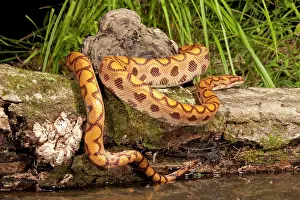 Mary: Central PA, USA, Brazilian Rainbow Boa