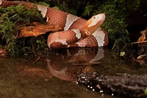 Mary: Central PA, USA, Broad-banded Copperhead