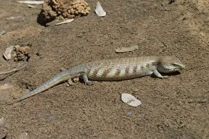 Skinks: Centralian Blue Tongue Skink / Lizard