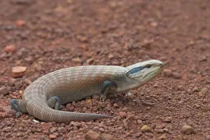 Skinks: Centralian Blue Tongue Skink / Lizard
