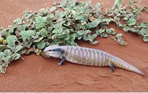 Lizards: Centralian Blue-Tongued Skink / Lizard