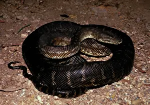 Pits: Centralian carpet python - has heat sensory pits