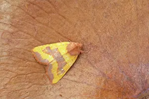 Sallow: Centre Barred Sallow Moth