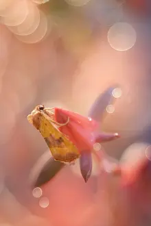 Echeveria: Centre-barred Sallow Moth resting on Echeveria Flower, N