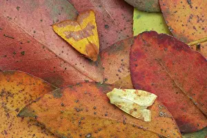 Sallows: Centre-barred Sallow and Sallow Moths (Xanthia icteritia)