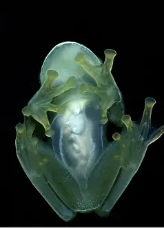 Treefrog: CENTROLENID TREEFROG - shot from underneath
