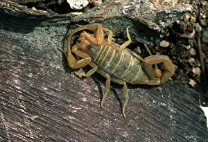 Sting: Centruroides Scorpion