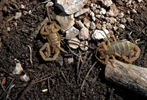 Sting: Centruroides Scorpions