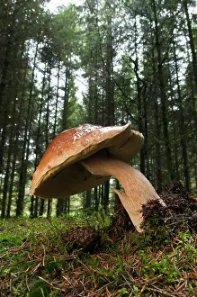 Edulis: Cep Mushroom
