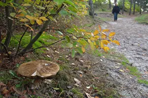 Edulis: Cep Mushroom