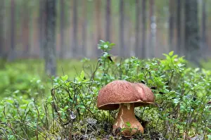 Edulis: Cep Mushroom