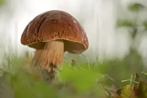 Edulis: Cep Mushroom
