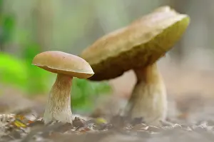 Edulis: Cep Mushroom