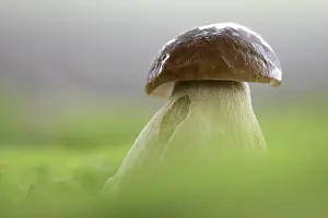Toadstool: Cep Mushroom (Boletus edulis) standing in the m