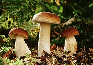 Edulis: Cep / Penny Bun FUNGI - edible