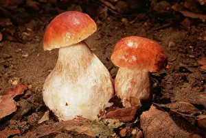 Edulis: Cep / Penny Bun FUNGI - edible