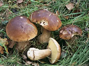 Toadstool: Cep / Penny Bun FUNGI - edible