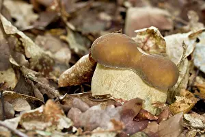 Toadstools: Cep / Porcino / King Bolete / Porcini /
