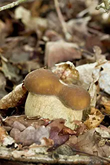 Toadstools: Cep / Porcino / King Bolete / Porcini /