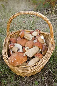 Toadstools: Cep / Porcino / King Bolete / Porcini /