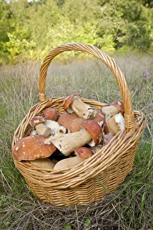 Toadstools: Cep / Porcino / King Bolete / Porcini /