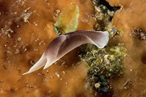 Lombok: Cephalaspidea headshield slug Chelidonura amoena Han Reef di