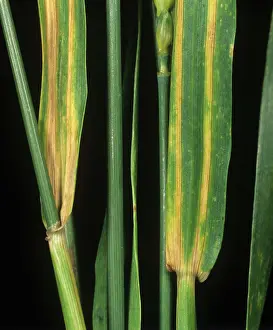 Chlorosis: Cephalosporium leaf stripe lesions