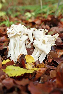 Edulis: Ceps - decaying fruiting bodies in autumn