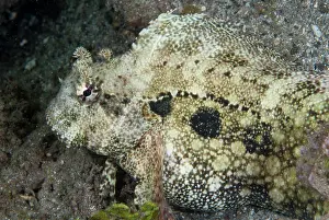 Blenny: Ceram Blenny