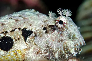 Blenny: Ceram Blenny Batu Angus dive site Lembeh Straits