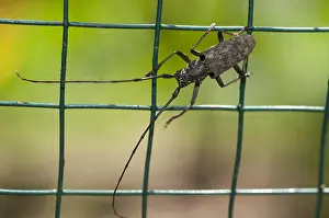 Cerambycid: Cerambycid (aka long Horned Beetle) - on fence -