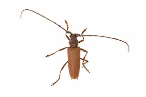 Augustin Esmoris: Cerambycidae