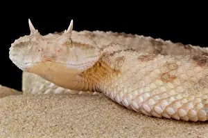Libya: Cerastes cerastes