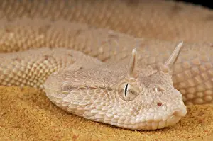Iran: Cerastes gasperettii Cerastes