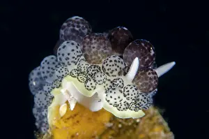 Slug: Ceratophyllidioa Nudibranch - Sidem dive site, Tulamben