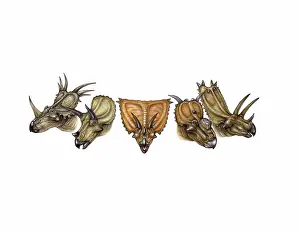 Armored: Ceratopsian dinosaur variety