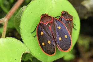 Auchenorrhyncha: Cercopid Spittle Bug