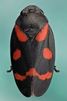 Flea: Cercopis intermedia or froghopper, froghoppers j