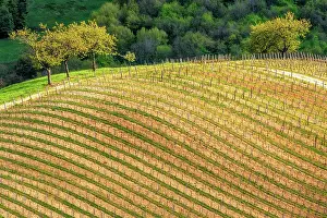 Lanes: Cerdon vineyard in spring, Bugey Region, Ain, France