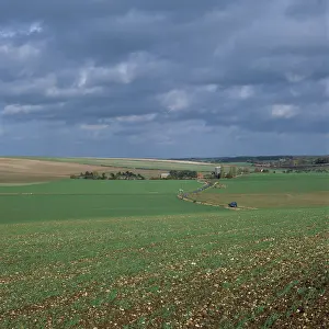 Vulgare: Cereal farmland, England