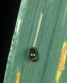 Larvae: Cereal Leaf Beetle