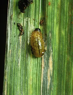 Stripped: Cereal Leaf Beetle Larva