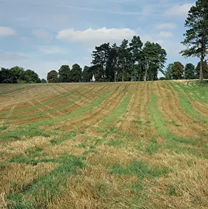 Stubble: Cereal stubble field