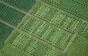 Trial: Cereals field trials plots