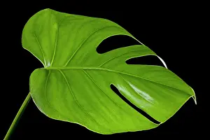 Deliciosa: Ceriman / Fruit Salad Plant / Monster Fruit / Monsterio