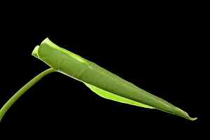 Deliciosa: Ceriman / Fruit Salad Plant / Monster Fruit / Monsterio