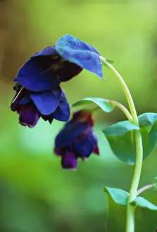 Purpurascens: Cerinthe
